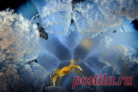 Подробный фотовзгляд на медузу фотографа Хорди Бенитес Кастельс (Jordi Benitez Castells) — Фотоискусство