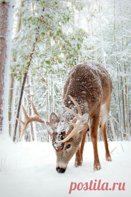 Le paysage d'hiver en 80 images magnifiques! - Archzine.fr
