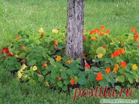 Клумбы и цветники своими руками из подручных материалов: фото