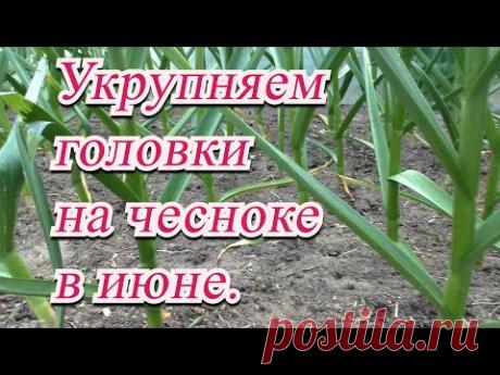 Полейте так чеснок в июне и урожай вас ОЧЕНЬ порадует!