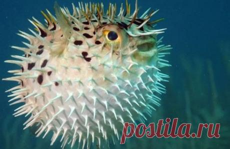Интересные факты о ядовитой рыбе фугу
