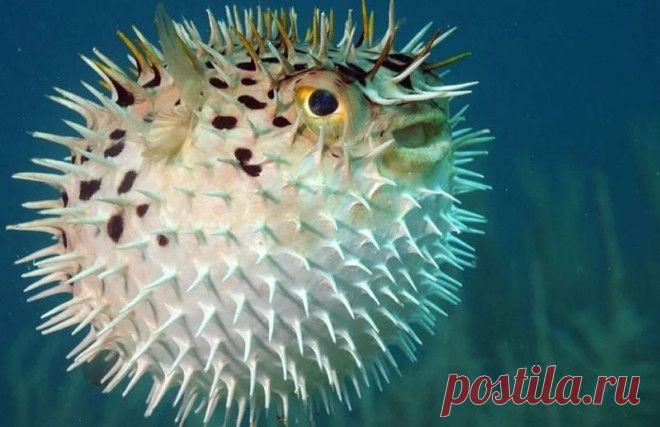 Интересные факты о ядовитой рыбе фугу
