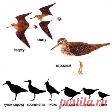 кулик черныш - Поиск в Google