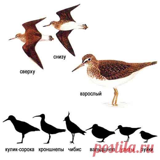 кулик черныш - Поиск в Google