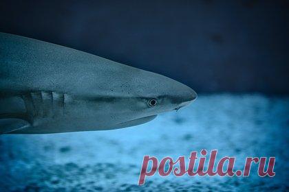 Девятилетний мальчик поймал на удочку 146-киллограммовую акулу. В ЮАР девятилетний мальчик во время рыбалки с отцом поймал на удочку 146-киллограммовую узкозубую акулу и потратил 2,5 часа, чтобы вытащить ее из воды. Ксандре де Бир с трех лет рыбачит вместе с отцом, 35-летним Ксандером. Однажды мальчику уже удалось выловить 79-килограммовую акулу.