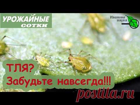 ПЬЯНАЯ ТЛЯ! Рецепт от тли на все времена!