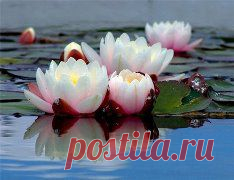 ВОДЯНЫЕ ЛИЛИИ - ЦВЕТЫ РУСАЛОК ........