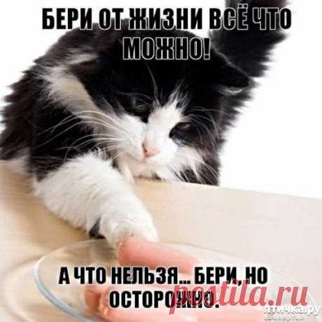Юмор выходного дня – Блог. Run, пользователь Марина Николаева | Группы Мой Мир