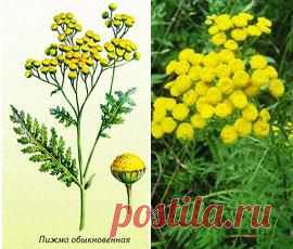 Пижма обыкновенная, лечебные свойства, применение, лечение.