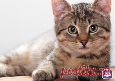🐱Как правильно глистогонить кошку | Нос, хвост, лапы | Яндекс Дзен