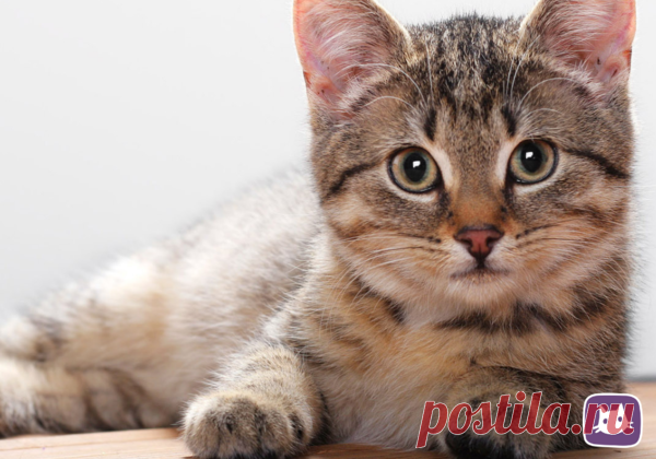 🐱Как правильно глистогонить кошку | Нос, хвост, лапы | Яндекс Дзен