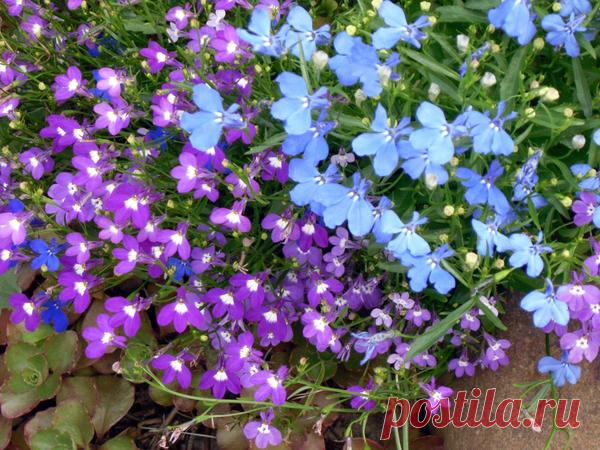 8 цветочных культур, которые сеют на рассаду в феврале