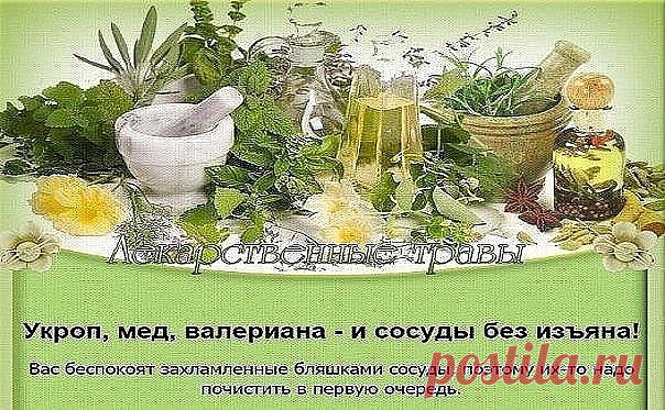 ПЕЧЕНЬ ОЧИСТИТСЯ МГНОВЕННО!

Укроп, мед, валериана - и сосуды без изъяна!

Вас беспокоят захламленные бляшками сосуды, поэтому их-то надо почистить в первую очередь.

Для этого приготовить вот такой настой: 1 стакан укропного семени, 2 ст. ложки молотого корня валерианы смешать, залить 2 литрами кипятка, когда настой остынет до 40 град., добавить 2 ст. ложки меда и настаивать сутки, тепло укутав. Принимать по 1 ст. ложке за полчаса до еды.

Тибетский рецепт молодости Совсе...