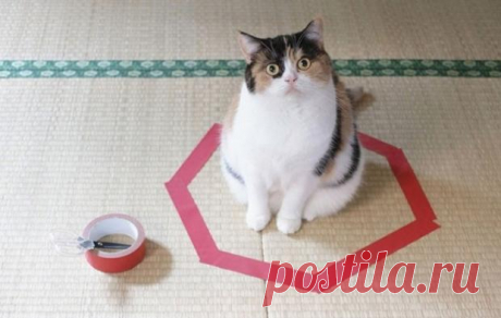 Коты определились: нарисованный круг хорошо но коробка лучше