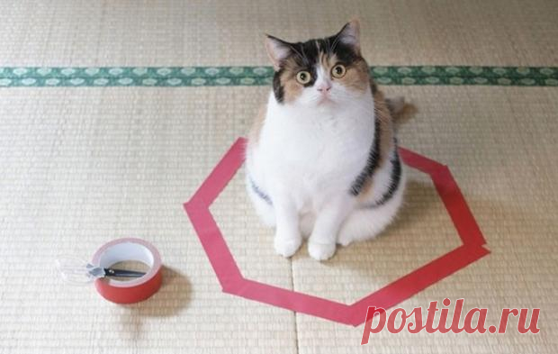 Коты определились: нарисованный круг хорошо но коробка лучше