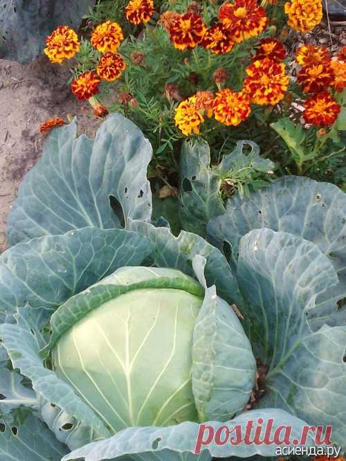 Как Вы спасаете капусту-поделитесь!!: Группа Практикум садовода и огородника