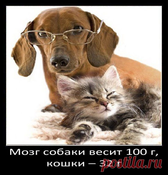 Занимательные факты о собаках / Научный хит