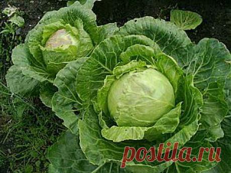 Что спасет от ушибов и синяков | Дача - впрок