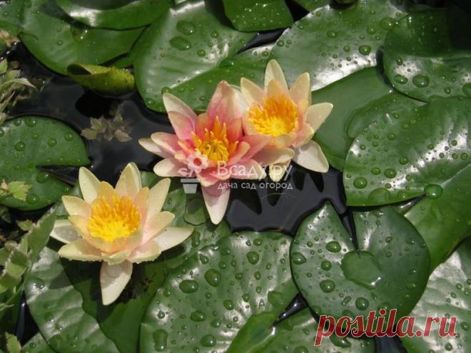 Растения для водоема, какие водные культуры выбрать, технология посадки Какие растения посадить в водоем, чтобы не навредить рыбам, культуры которые следует высаживать в ящики. Как выращивать растения для водоема, как посадить