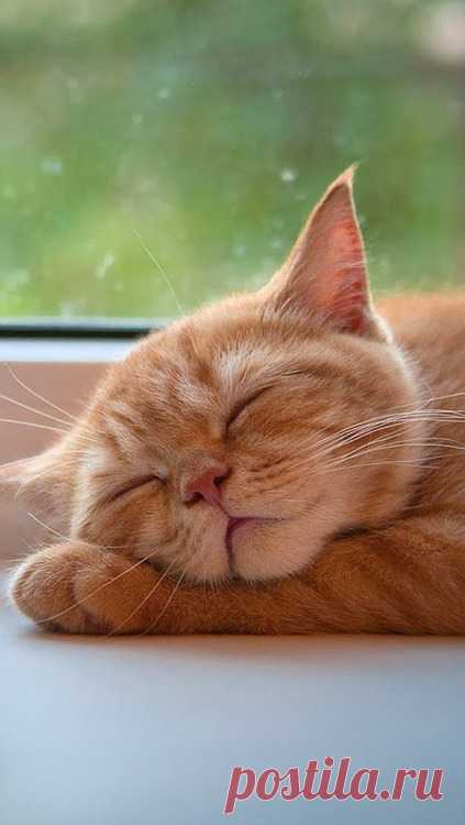 Dying of cute