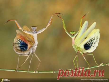 Лучшие фотографии National Geographic 2014