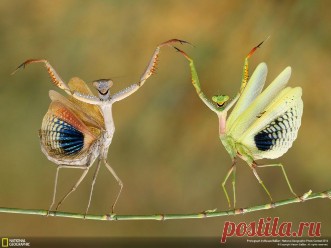 Лучшие фотографии National Geographic 2014