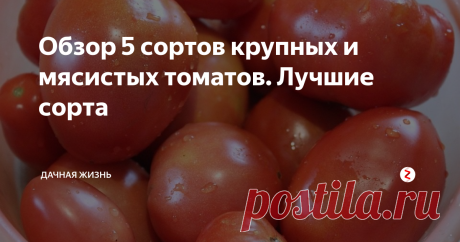 Обзор 5 сортов крупных и мясистых томатов. Лучшие сорта Моя мама большая поклонница мясистых и крупных томатов. Поэтому каждый год я высаживаю в теплицу крупноплодные сорта помидоров.
Рассмотрим список лучших сортов крупных и мясистых помидоров, которые я успела вырастить и оценить.
Обзор сортов томатов, которые отличаются крупноплодностью и мясистостью
Вот эти сорта: