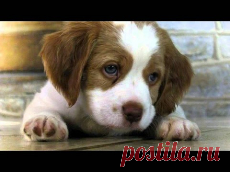 Джек (Рассказы директора детского дома)