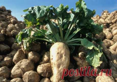 Семена сахарной свеклы: виды и особенности продукта Сахарная свекла известна человеку издавна. Продукцию выращивали повсеместно, но использовали больше для употребления в пищу. Корнеплод можно достаточно долго хранить без создания особых условий