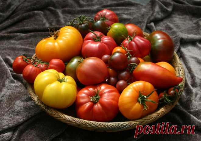 Лучшие индетерминантные сорта томатов для теплиц из поликарбоната