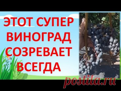 ЭТОТ СОРТ ВИНОГРАДА СОЗРЕВАЕТ В СРЕДНЕЙ ПОЛОСЕ
