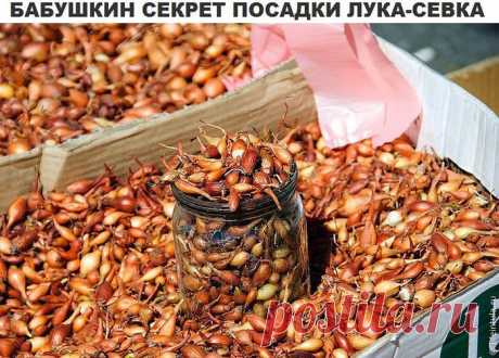 Спасибо бабушке за совет.