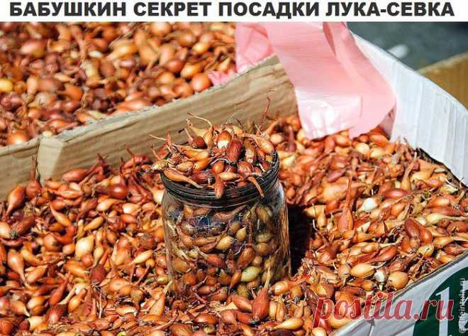 Спасибо бабушке за совет.