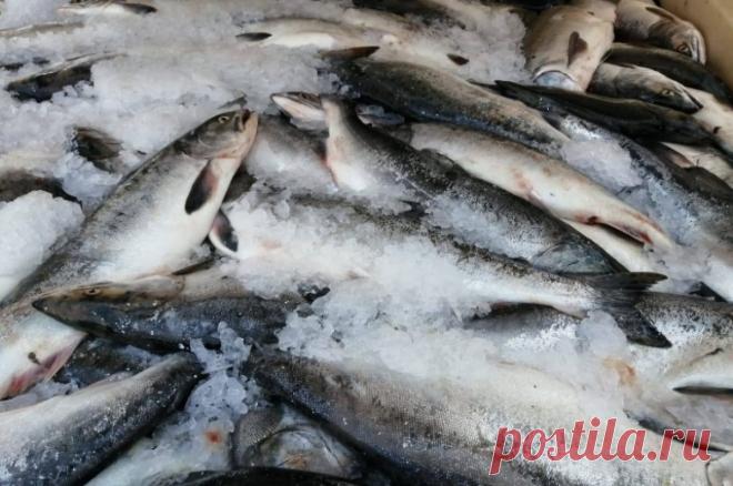 Аналитик Кашин предположил снижение цен на горбушу и минтай в 2024 году. В ближайшее время цена может упасть на 5-10%.