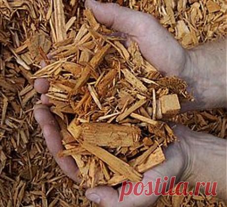 Всходы и мульча | ОГОРОД БЕЗ ХЛОПОТ