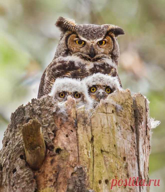 22 очаровательных семейных портрета животных