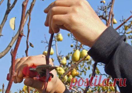 Простые схемы обрезки груши: для тех, кто боится секатора
Груша — культура с характером: растет стремительно вверх, быстро загущает крону и без регулярной обрезки начинает плодоносить только по периферии. У многих садоводов процедура вызывает страх — кажется, что одно неловкое движение способно навредить дереву. На деле все проще: если понимать базовые принципы и следовать проверенным схемам, обрезка превращается в понятную и логичную работу, а груша ежегодно благодарит ст...