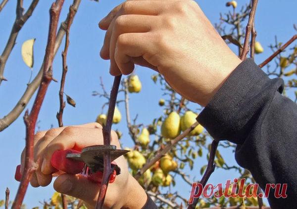 Простые схемы обрезки груши: для тех, кто боится секатора
Груша — культура с характером: растет стремительно вверх, быстро загущает крону и без регулярной обрезки начинает плодоносить только по периферии. У многих садоводов процедура вызывает страх — кажется, что одно неловкое движение способно навредить дереву. На деле все проще: если понимать базовые принципы и следовать проверенным схемам, обрезка превращается в понятную и логичную работу, а груша ежегодно благодарит ст...
