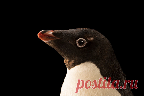 A Gentoo Penguin Pygoscelis Papua Ellsworthi At The Indianapolis Zoo Stock Photo | Getty Images