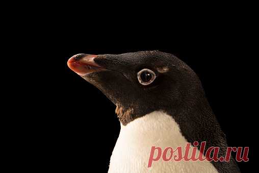 A Gentoo Penguin Pygoscelis Papua Ellsworthi At The Indianapolis Zoo Stock Photo | Getty Images