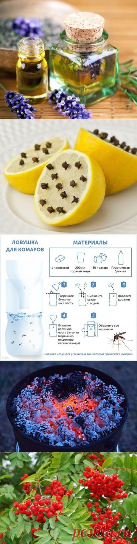 10 способов борьбы с комарами и их укусами / Будьте здоровы