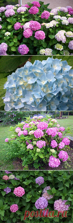 Как изменить цвет гортензии