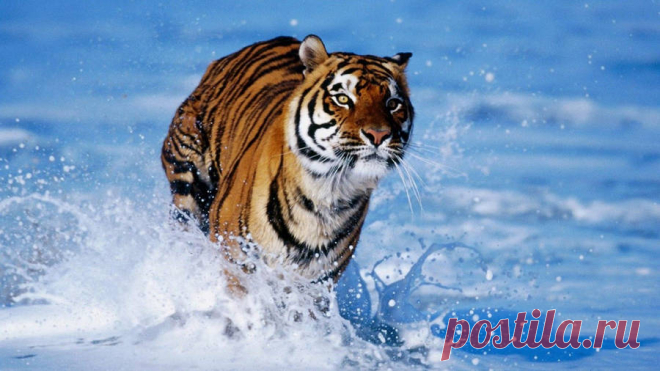 Download Tiger Wallpaper Over 50+ high-definition Tiger wallpapers for free download! Customize your desktop, mobile phone and tablet with our Tiger wallpapers now!