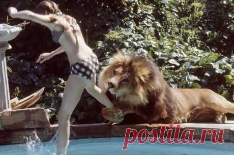 Фотографии подростка Мелани Гриффит и ее домашнего Льва в 1970-х | В мире
