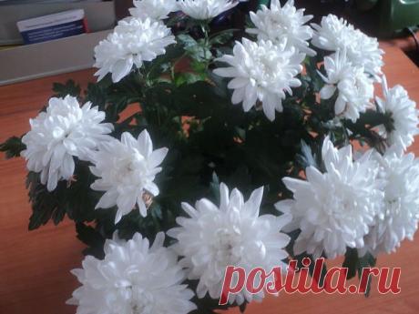 Такие симпатичные!