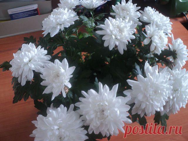 Такие симпатичные!