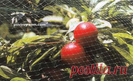 Как посадить черешню?