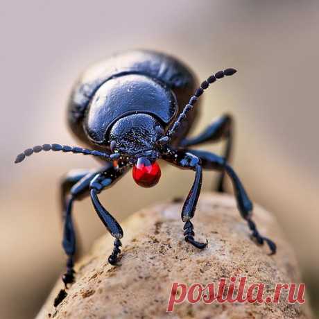 Листоед Timarcha tenebricosa .