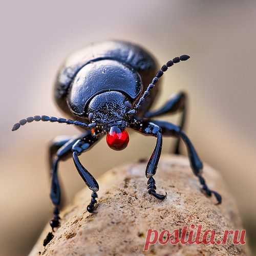 Листоед Timarcha tenebricosa .