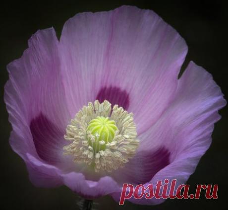 “Человек растет в цене, которую платит".
Лец С.Е. "Непричесанные мысли"